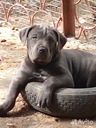 Щенки кане корсо