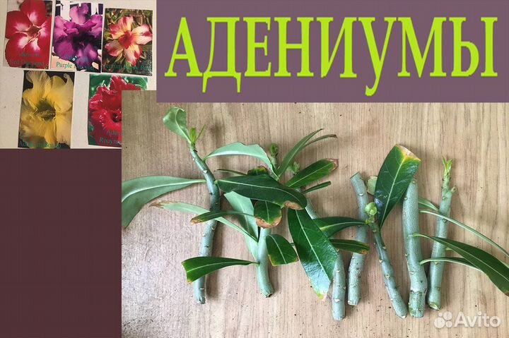 Розы,оксалис,эпифиллум,марниера,пилея,адениум,рипс