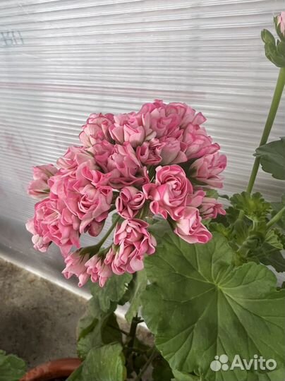 Герань сортовая