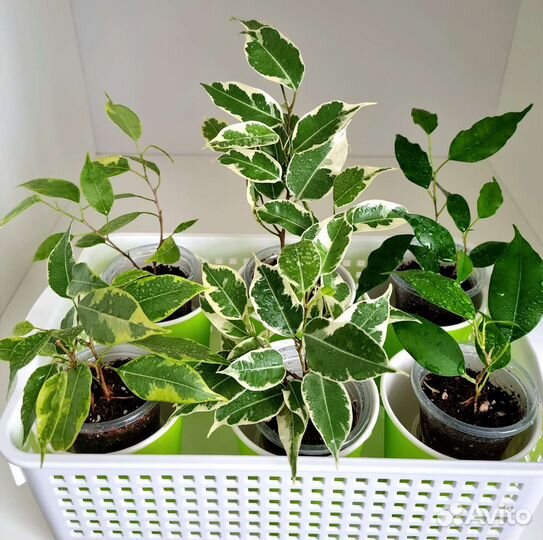 Фикусы сортовые