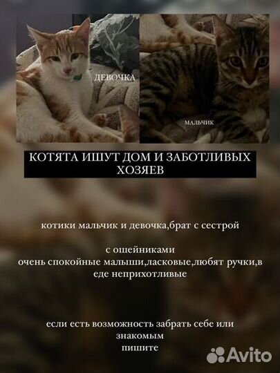 Котята в добрые руки