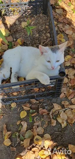 Кошки в добрые руки бесплатно