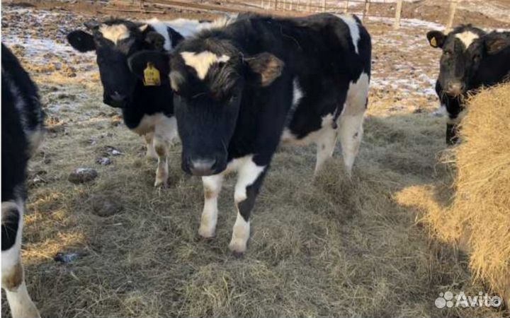 Сверх бычки и телочки