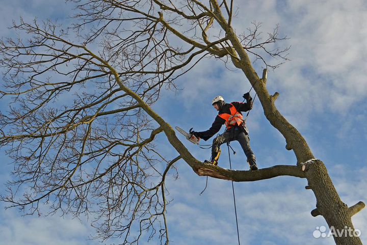 Спил деревьев