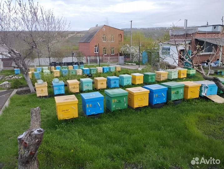 Продам пчелосемьи и пчелопакеты