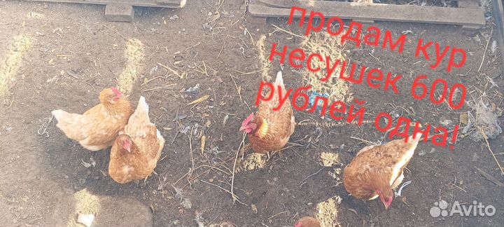 Куры молодки несушки