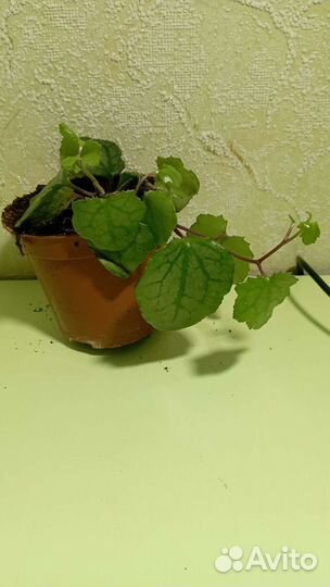 Сенецио Миканоидес