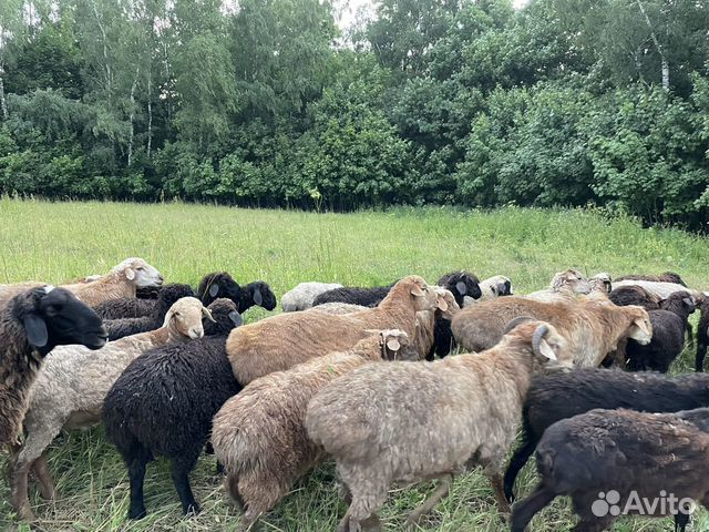 Овцы ягнята и бараны козы объявление продам