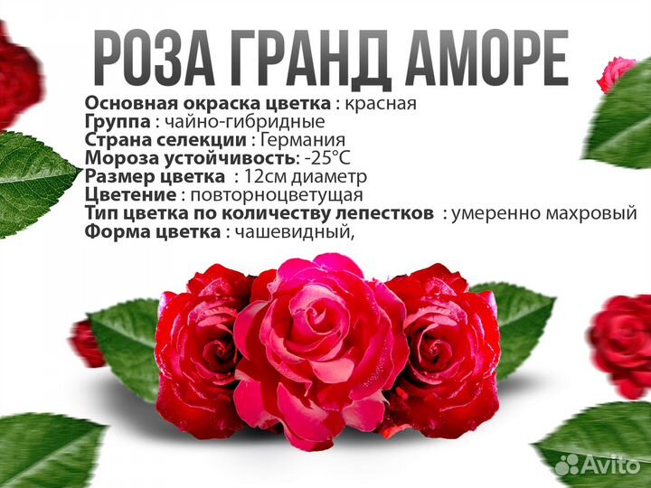 Саженец роз Гранд Амор