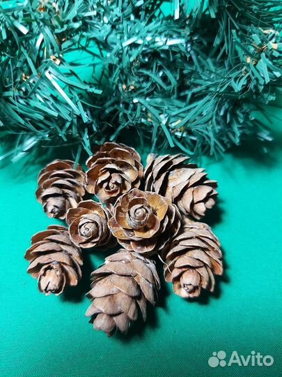 Шишки Лиственницы