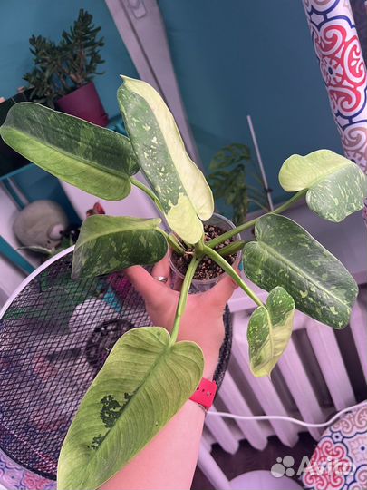 Филодендрон хосе буэно