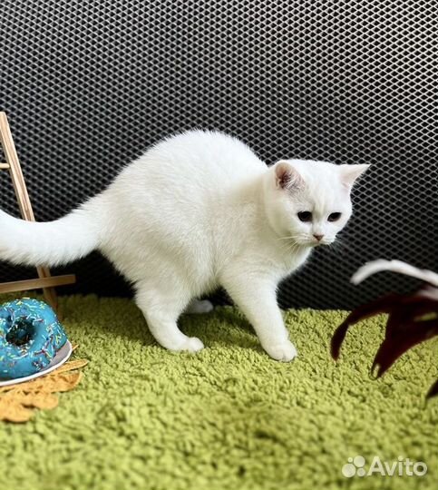 Плюшевые котята британцы белые