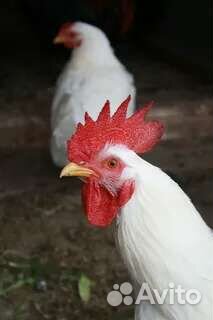 Куры молодки несушки