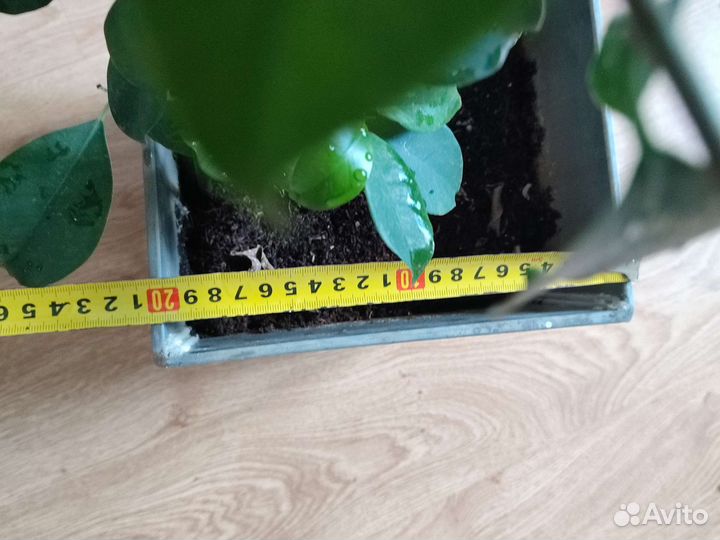 Фикус большой в горшке