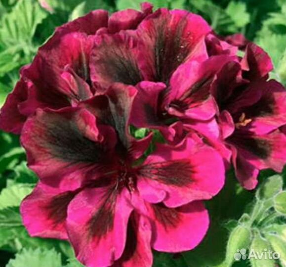 Герань пеларгония розебудная королевская