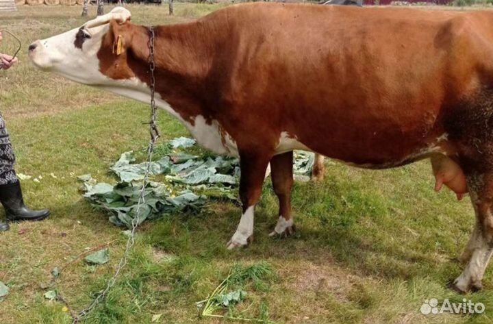 Корова дойная