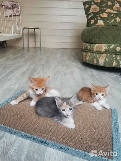 Котята в добрые руки
