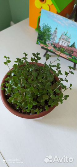 Дихондра, коллизия розовая, зелёная