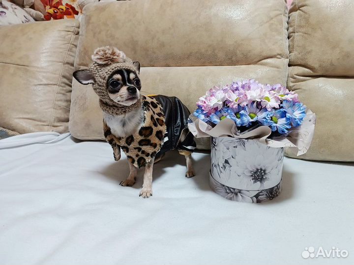 Чихуахуа мини девочка