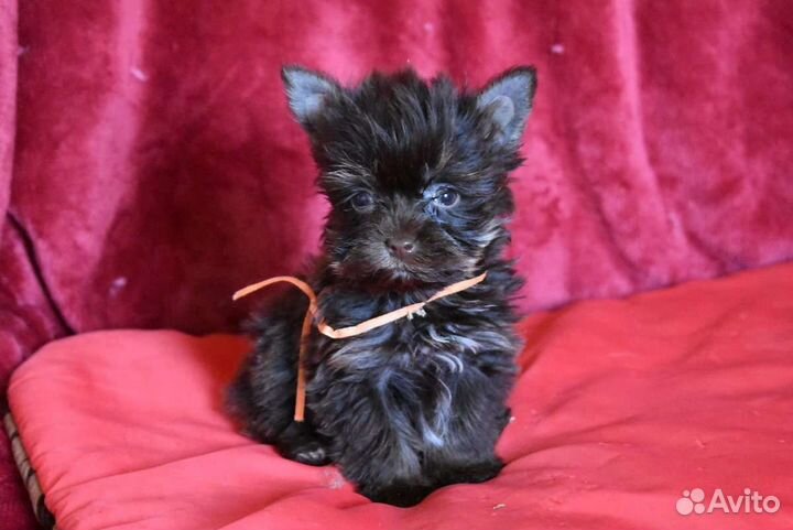 Йоркширский терьер щенки разных окрасов