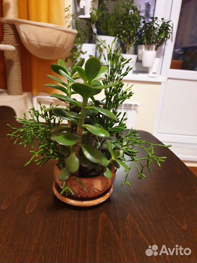 Толстянка крассула + рипсалис