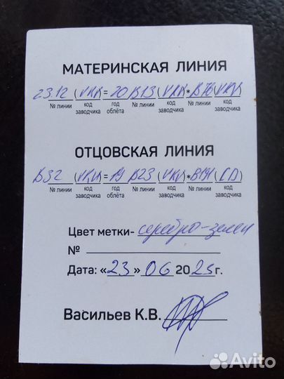 Пчелы и матки