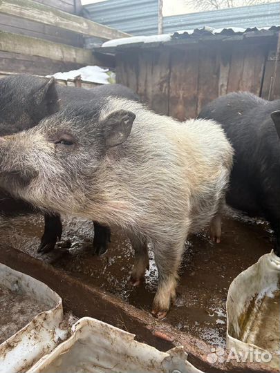 Вьетнамский хряк молодой на племя