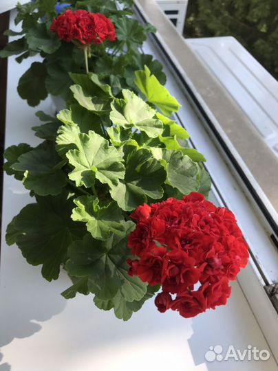 Герань, пеларгония -срез