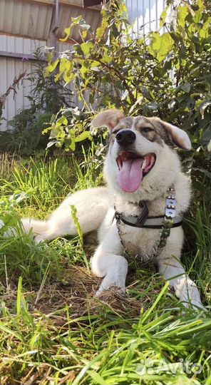 В добрые руки