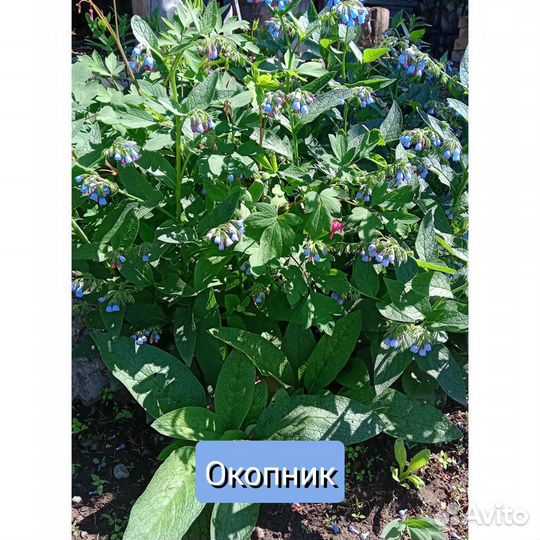 Многолетники