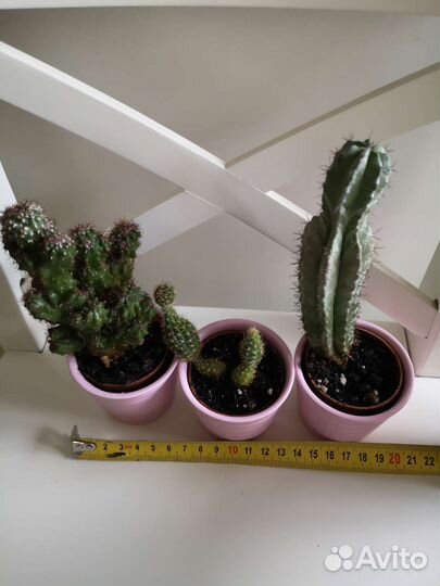 Кактусы в горшках IKEA