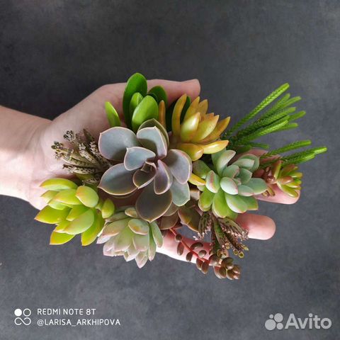 Наборы черенков суккулентов