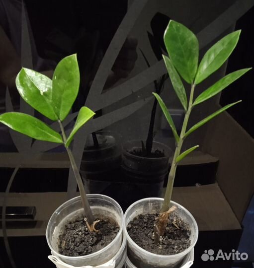 Замиокулькас долларовое дерево цветы в офис