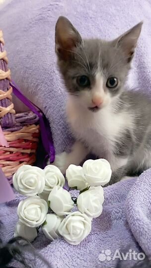 Котодевчулька ждёт мам пап