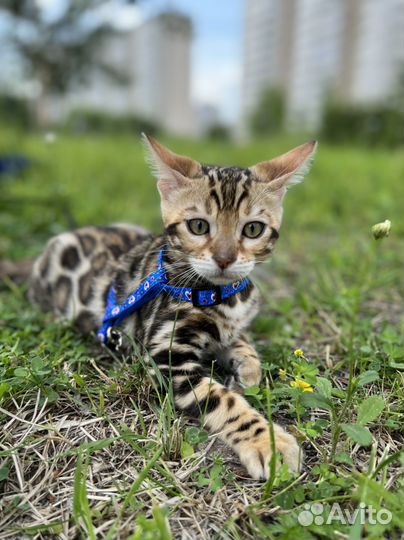 Бенгальские чистокровные котята
