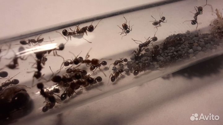 Муравьи