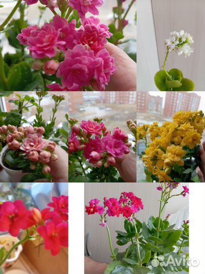 Комнатные цветы