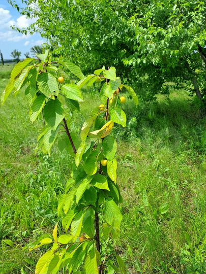 Участок 18 сот. (СНТ, ДНП)