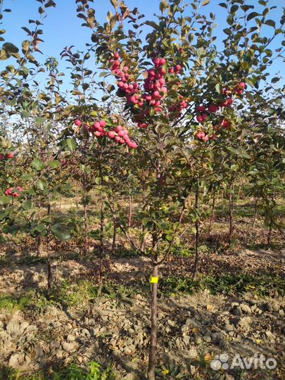 Саженцы плодово - ягодных и декоративных культур