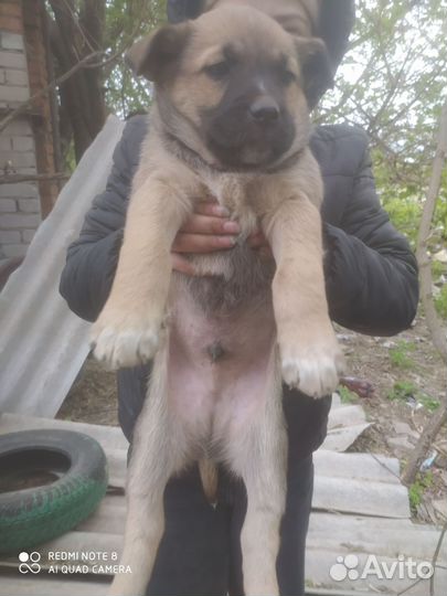 Щенки в добрые руки,отдам бесплатно