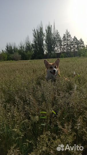 Пропала собака Вельш-корги пемброк