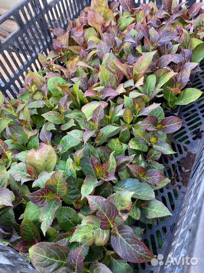 Гортензия мисс саори