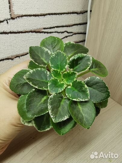 Фиалка Shirl's Hawaiian Lei