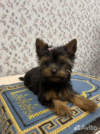 Йоркширский терьер девочка