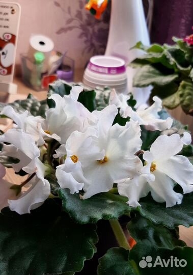 Сортовые фиалки цветущие