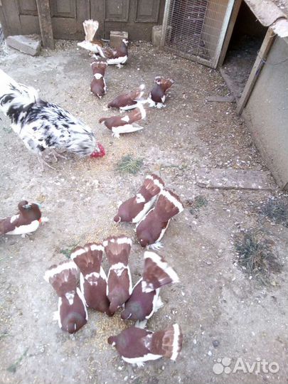 Голуби волжские ленточные