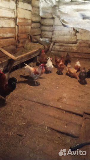 Петухи молодые