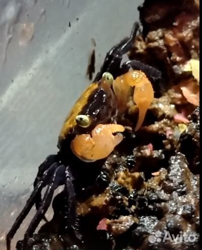 Краб Geosesarma /чистые линии/ мои разведения/ опт