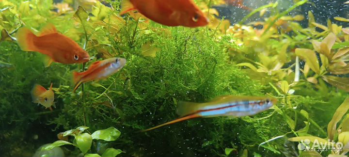 Меченосцы, гуппи, анциструсы, Хелены, водоросли