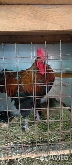 Молодые петухи Ногинск
